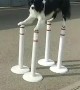 Doggy Shows Perfect Balancing Performance