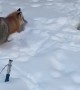 Pair of Foxes Playing in the Snow