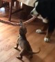 Tiny Puppy Easily Beats Two Giant Dogs At Tug-Of-War