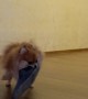 Pomeranian Shakes Slipper