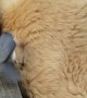 Sleepy Puppy Donates Some Fur to Bird's Nest