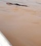 Giant Anteater Swims Toward Safety During Flood