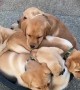 Puppies Find a Way to Fit Into Bucket
