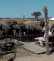 Wild Elephants Surprise Campers And Drink Water From Pool