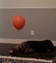 Balloon Confuses Dog