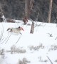 Wyoming Wolf Pack Shares Some Shenanigans