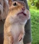 Hand-Feeding a Chipmunk Some Delicious Hazelnuts