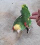 Bird Shows off Brilliant Acting Skills