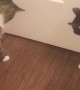 Kitties Battle Boredom by Booping Ball Back and Forth