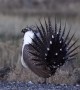 Greater Sage Grouse Shows off Impressive Mating Display