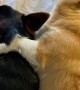 Corgis Cuddle Together After Tiring Day