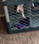Daring Doggo Escapes Kennel