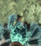 Tarantula Jumps From Hand Toward Terrarium