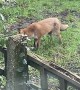 Fox Plays Fetch With Itself