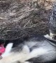 Snow Owl And Husky Dog Are Totally Best Friends