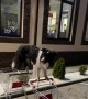 Clever Dog Balances Between Two Shopping Carts
