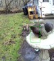 Cute Otter Basks in Bird Bath
