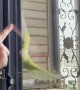 Birdie Slides Down Doorway