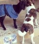 Budding Friendship Between Baby Goat and Dog