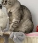 Cockatoo desperately tries to get cat to play with him