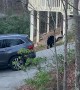 Bear Snatches Candy From Unlocked Car
