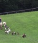 Dogs, Ducks, Goats and Chickens Go For Walk And It\'s The Cutest Sight