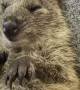Snuggles with a Cute Quokka