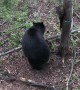 Mama Bear and Cub Investigate Hunter's Tree Stand