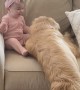 Golden Retriever Gives Glorious Cuddles