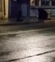 Black Bear Walking in Downtown Juneau