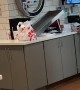 Chic-fil-A Employee Using Conveyor Belt Drops Food