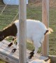 Goat Enjoying Some Time on Special Swing