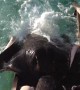 Stingray Amazingly Jumps Onto Ramp To Get Food From Human