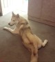 Husky Loudly Protests When It\'s Time To Clean Up