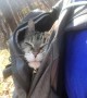 20-Year-Old Cat Gets to go Hiking