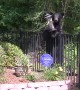Black Bear Stands Its Ground for a Snack