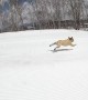 Super Fast French Bulldog Speeds Downhill
