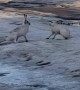 Battle Between Two Hares in the Street