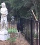 Back Yard Black Bear Goes for Bird Feeder