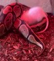 Young Ball Python Seems to Be Broken