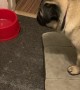 Pug Puppy Gets Territorial with Dog Picture