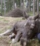 Cute Moose Calf Cuddled to Sleep