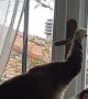 Cat Attempting to Open Window Succeeds