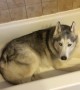 Stubborn husky throws hilarious bathtub temper tantrum
