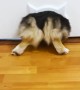 Corgi Loves Slipping Through Kitty Door