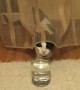 Confused cat has mind blown by sparkling water