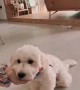 Smart maltipoo shows off most adorable tricks ever