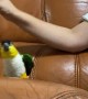 Playing Puppets with a Pet Parrot