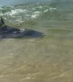 Shark on Shore in Sydney