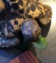 My Pet Tortoise Helping Me Reduce Food Waste